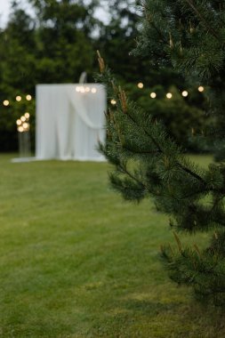 Arkaplanda yağmur damlaları ve bulanık beyaz düğün kemeri olan çam ağacının yakın çekimi