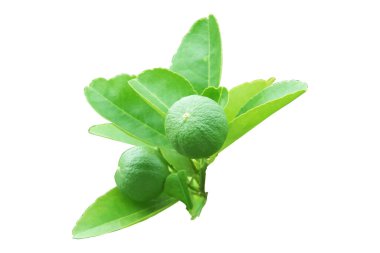 Beyaz arka planda yeşil limon (Citrus aurantifolia) izole edilmiştir. Onlar limonla yakından akrabadır. Ekşi bir tadı var ve mükemmel bir C vitamini kaynağı..