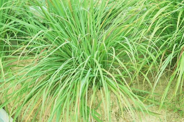 Lemongrass or Lapine or Lemon grass or West Indian or Cymbopogon citratus were planted on the ground. It is a shrub, its leaves are long and slender green. It is an herb which was made into food and medicine