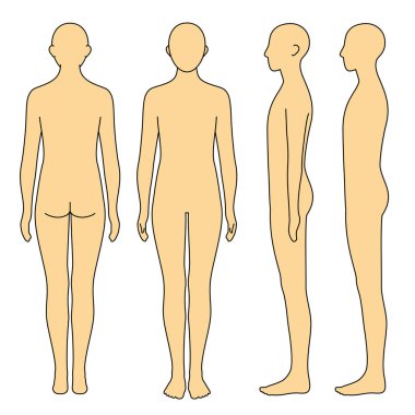 İnsan gövdesi modeli, dış hat, ön, arka ve yan, vektör dosyası seti