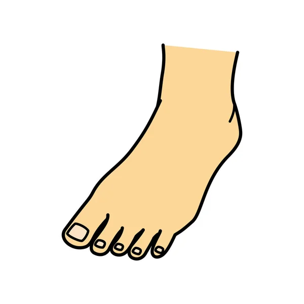 Голі Ноги Ноги Підніжжя Ілюстрація — стокове фото