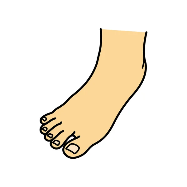 Голі Ноги Ноги Підніжжя Ілюстрація — стокове фото