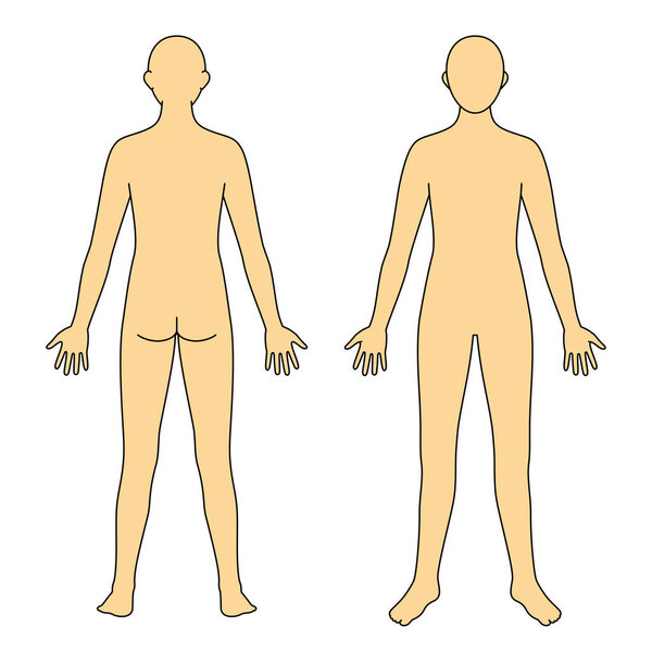 human body model, outline, front and back, vector file