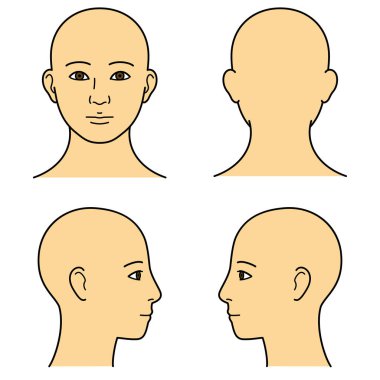 İnsan kafası modeli, kafa derisi, dış hat, ön, arka ve yan görünüm, vektör dosyası seti, renk illüstrasyonu