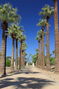  Birbirine paralel iki sıra yüksek palmiye ağacı arka planda bir kapıda kesişiyor.