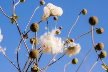 Anemone hupehensis praecox solmuş çiçekler parlak beyaz tohumlar eker, bahçeye rüzgar çiçekleri eker.
