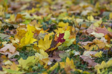 Acer platanoides parlak sonbahar renkli yapraklar arka plan, sonbahar parlak mevsimsel güzel sarı turuncu kırmızı renkler