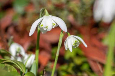 Galanthus nivalis çiçekli bitkiler, parlak beyaz kar damlası bahçede güneş ışığında çiçek açıyor.