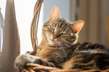 Lazy marble domestic cat lying and relaxing in the basket during sunny morning indoors, focused expression, green lime eyes
