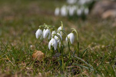 Galanthus nivalis çiçekli bitkiler, parlak beyaz kar damlası bahçede güneş ışığında çiçek açıyor.