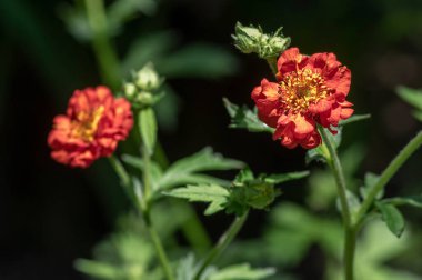 Geum coccineum parlak turuncu kırmızı çiçekli bitki bahçede detaylıca, taç yaprak portakalı kırmızı çiçek açar