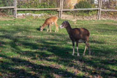 Vahşi bir koyun, yaz mevsiminde çayırda otlayan bir dişi, yeşil çayır, uzun otlar, vahşi hayvanlar.
