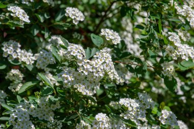 Spiraea vanhouttei meadowsweet süs çalıları çiçek açmış, dallar üzerinde bir grup parlak beyaz çiçek.