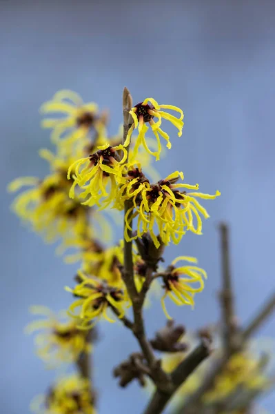 Hamamelis Промежуточные Средства Желтая Зима Весна Цветущее Растение Группа Удивительных — стоковое фото