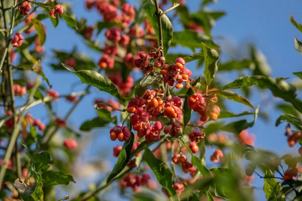 Euonymus Europaeus Európai Közös Orsó Kapszula Érlelése Őszi Gyümölcsök Piros — Stock Fotó