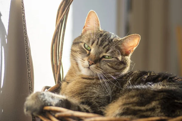 stock image Lazy marble domestic cat lying and relaxing in the basket during sunny morning indoors, focused expression, green lime eyes