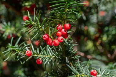 Taxus baccata Avrupa porsuğu zehirli ve acı kırmızı meyveli kozalaklı çalılıktır.