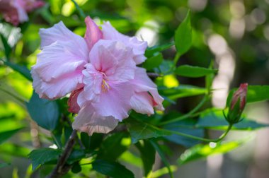 Hibiscus rosa-sinensis pembe çiçekli porselen gül tropikal gül gülü, çiçek açmış soluk çiçek, dallarda yeşil yapraklar