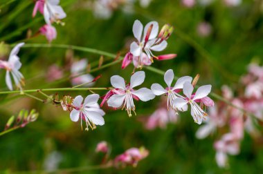 Gaura lindheimeri clockweed beeblossom Whirling Butterflies bright white flowers petals in bloom, long flowering indian feather plants clipart