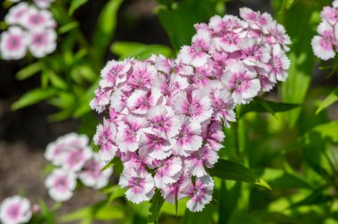 Dianthus Barbatus güzel süs bitkileri, parlak pembe beyaz çiçek grubu, yeşil yapraklar.