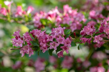 Weigela koraeensis pembe beyaz çiçekli çalılık, çiçek açan renkli çiçekler, yeşil yapraklar.