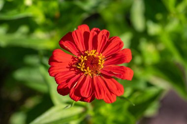 Zinnia Peruviana parlak kırmızı turuncu çiçek açan Peru yıllık bitkisi çiçek açmış güzel renkli taç yaprağı çiçeği