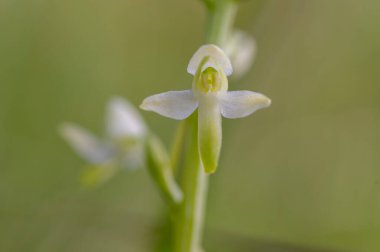 Platanthera bifolia beyaz yabani daha az kelebek orkide çiçekleri çiçek açan güzel çayır orkideleri yeşil çimenlerdeki çiçekler