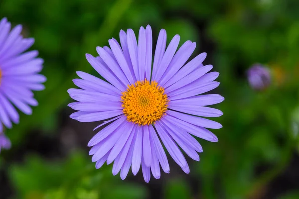stock image Aster tongolensis beautiful groundcovering flowers with violet purple petals and orange center, flowering plant in bloom in the garden
