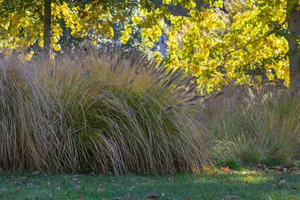 stock image Pennisetum alopecuroides hameln cultivated foxtail fountain grass growing in the park, beautiful ornamental autumnal bunch of fountaingrass