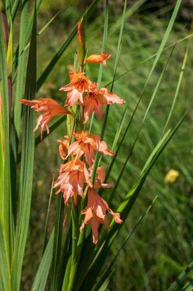 Gladiolus Oppositifolius Salmoneus Ανθοφόρο Φυτό Ομάδα Πορτοκαλιού Κόκκινο Ροζ Όμορφα — Φωτογραφία Αρχείου
