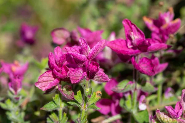 Krásná Šalvěj Salvia Viridis Květu Zahradě Skupina Jasně Fialových Jednoletých — Stock fotografie
