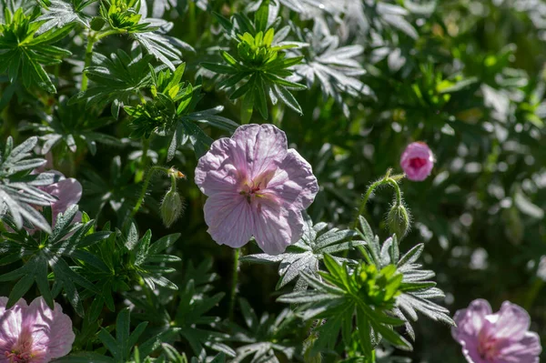 Geranium Sanguineum Striatum Krásný Okrasný Park Kvetoucí Rostlina Skupina Světle — Stock fotografie