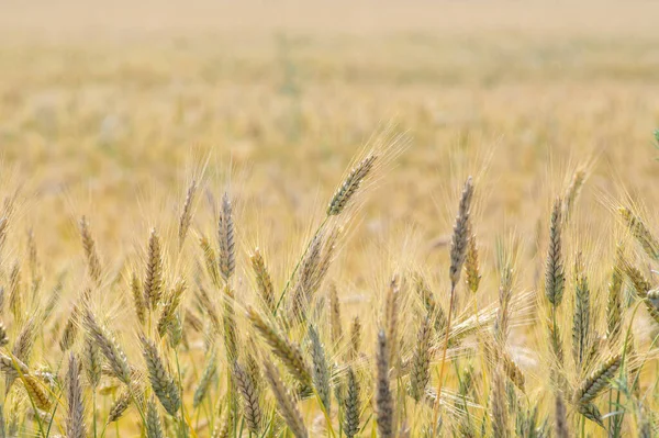 stock image Hordeum vulgare barley tall stem and seeds in golden yellow color before harvesting on the field, ripening agricultural cereal grain plants