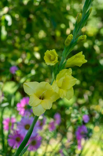 Gladiolus Grandiflorus Amarelo Grandes Flores Flor Caule Alto Belas Plantas — Fotografia de Stock