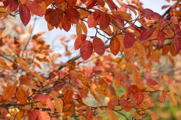 Amelanchier Lamarckii Shadbush Colorful Autumnal Shrub Branches Full Beautiful Red — Fotografia de Stock