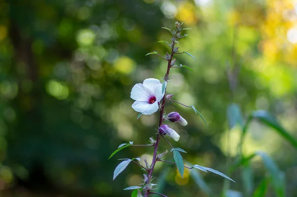 Hibiscus Sabdariffa Beautiful White Dark Purple Petal Flowers Bloom Tropical — Stock Photo, Image