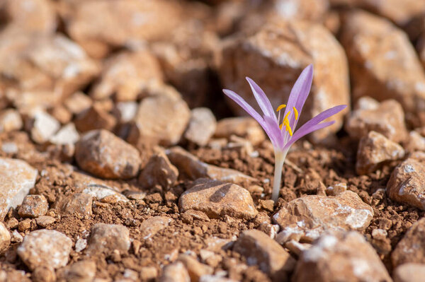 Colchicum parlatoris small wild flowering autumnal flowers endemic on Zakynthos Greece island, purple pink flowering plant in brown dirt