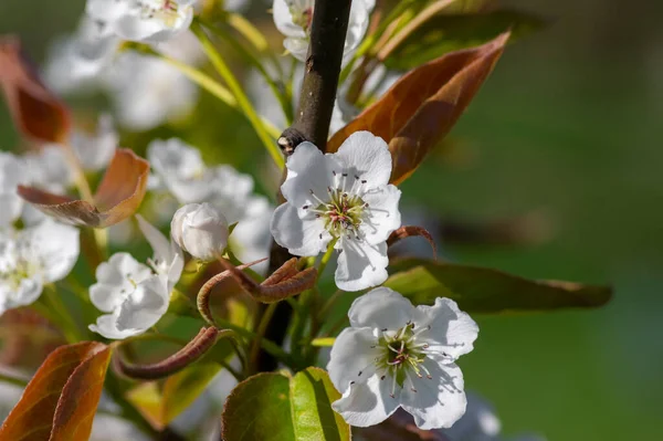 stock image Pyrus pyrifolia asian pear white tree flowers in bloom, nashi flowering branches, green fresh leaves