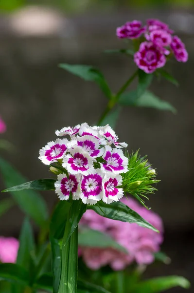 Dianthus Barbatus Vackra Prydnadsväxter Blommande Grupp Ljusa Rosa Lila Vita — Stockfoto
