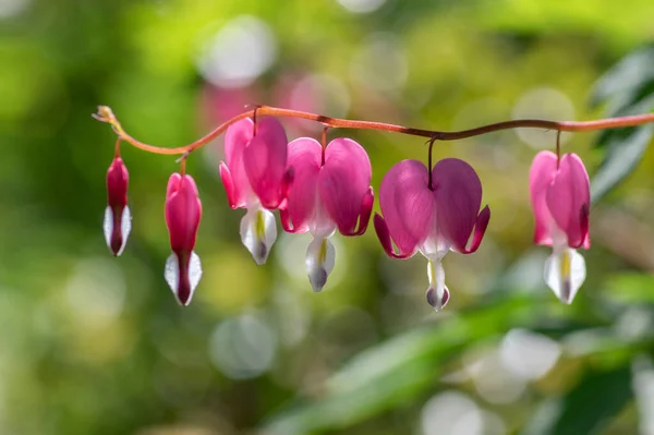 Dicentra spectabilis bleeding heart flowers in hearts shapes in bloom, beautiful Lamprocapnos bright pink white flowering plant