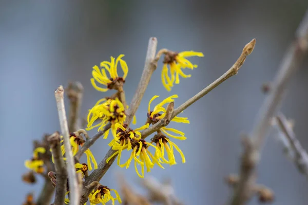 Hamamelis Промежуточные Средства Желтая Зима Весна Цветущее Растение Группа Удивительных — стоковое фото