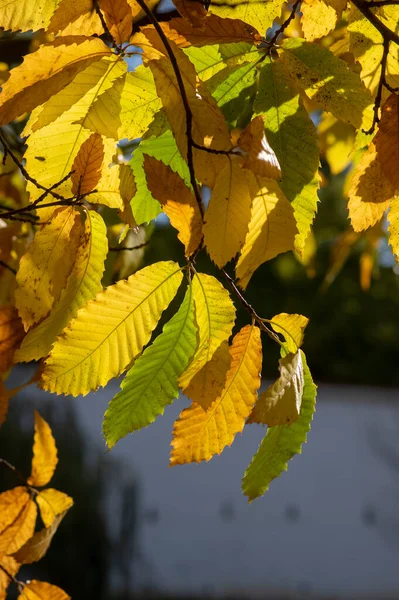 stock image Castanea sativa sweet chestnut colorful autumnal tree branches full of beautiful orange yellow green fall leaves