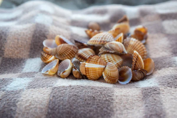 Cerastoderma edule common cockle empty seashells on sandy beach, simplicity background pattern in daylights on the brown and beige blanket