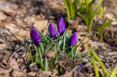 Bouquet of flowering crocus vernus bright purple blue violet plants, group of color beautiful early spring flowers in bloom clipart