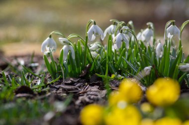Galanthus nivalis çiçekli bitkiler, parlak beyaz kar damlası bahçede güneş ışığında çiçek açıyor.