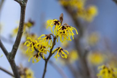 Hamamelis intermedya sarı kış çiçekleri, şaşırtıcı cadı fındığı grubu Arnold, şubat ayında çiçek açacağına söz verdi.