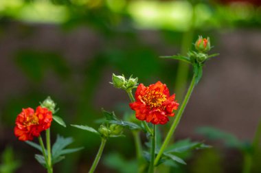 Geum coccineum parlak turuncu kırmızı çiçekli bitki bahçede detaylıca, taç yaprak portakalı kırmızı çiçek açar