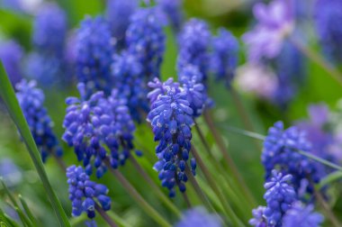 Muscari armeniacum ornamental springtime flowers in bloom, Armenian grape hyacinth flowering blue plants in the spring garden clipart