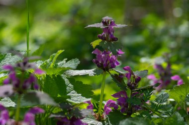 Lamium purpureum vahşi pembe çiçek açan mor ölü ısırgan otu çiçekleri, çiçek açan bitkiler, yeşil yapraklar