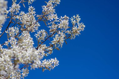 Amelanchier lamarckii yapraklı yaprak döken çalılar, açmakta olan dallardaki karlı beyaz taç yaprakları.